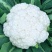 松花菜大量上市供各大市场商超电商欢迎咨询订购