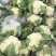 松花菜大量上市供各大市场商超电商欢迎咨询订购