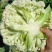[菜花]精品花菜有机花菜松花菜各种规格欢迎订购