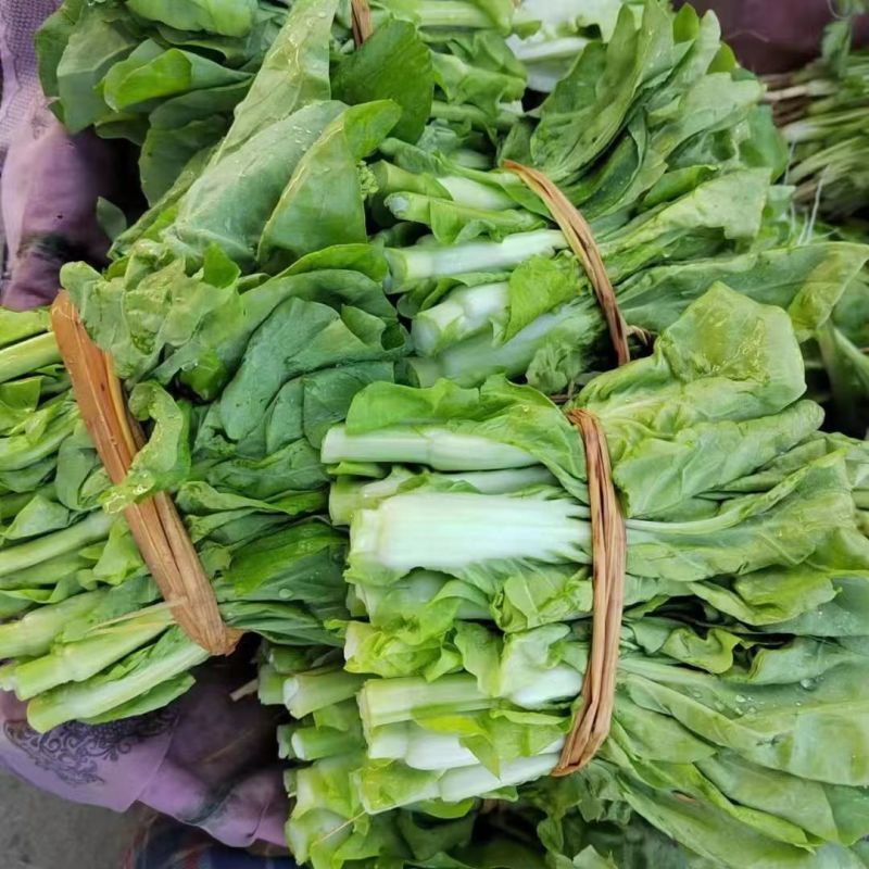 精品菜苔白菜苔对接全国电商社区团购商超市场