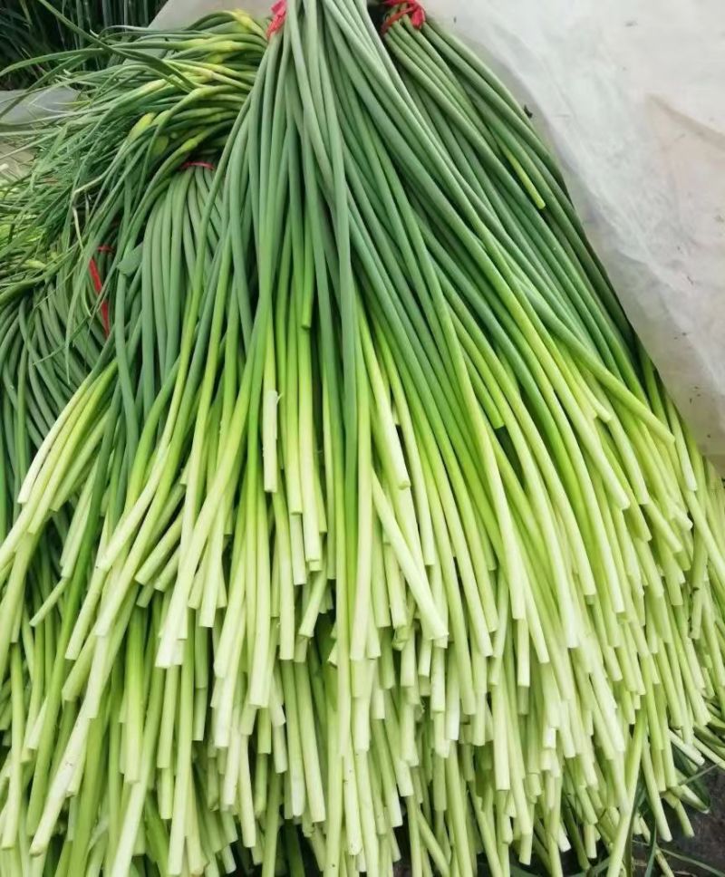 白帽蒜薹大量上市产地发货商超品质欢迎订购