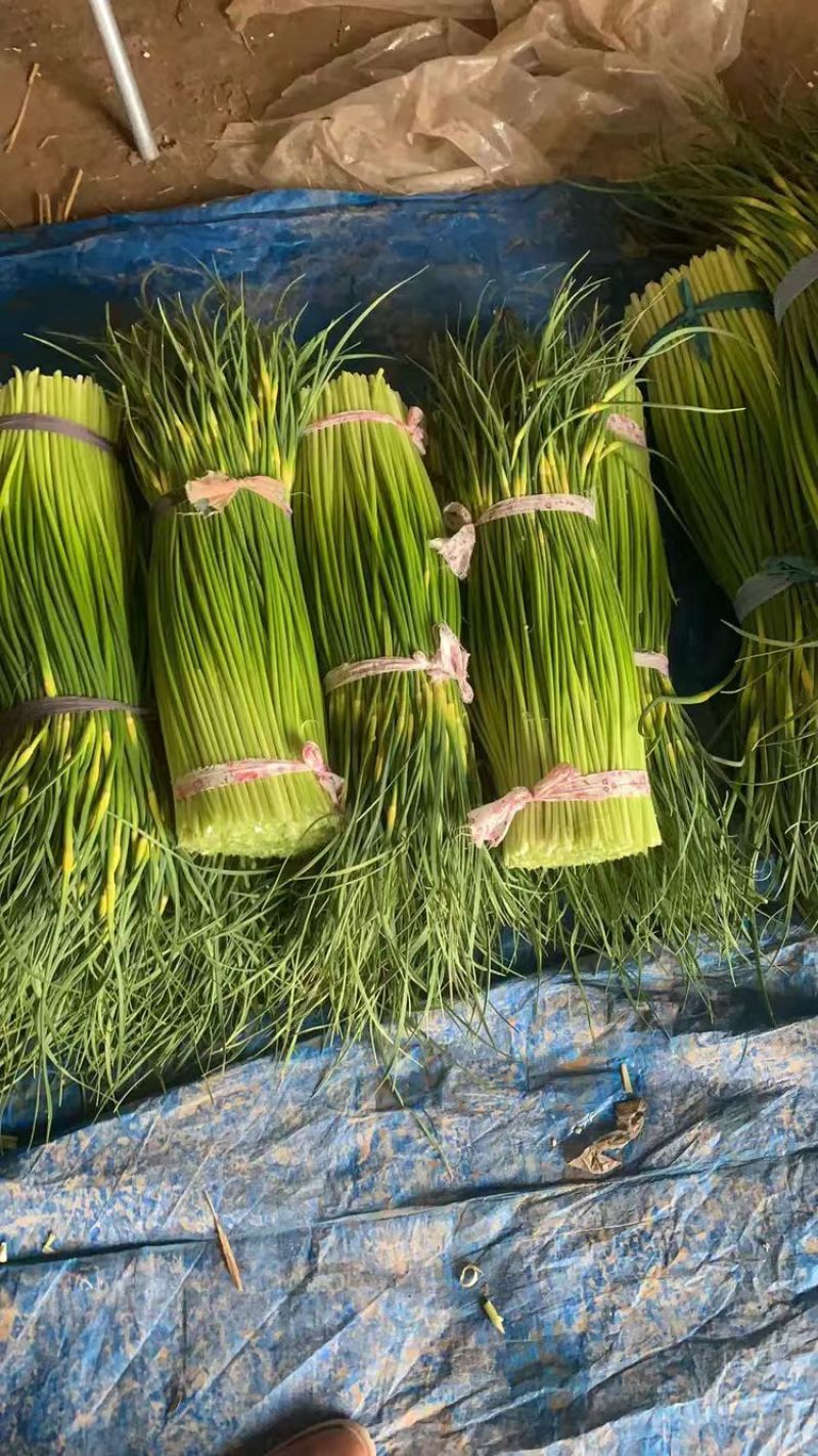白帽蒜薹大量上市产地发货商超品质欢迎订购