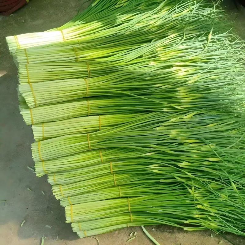 白帽蒜薹大量上市产地发货商超品质欢迎订购