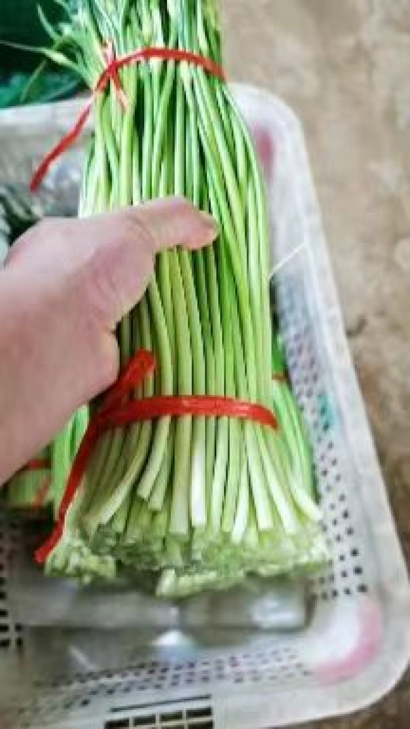 白帽蒜薹大量上市产地发货商超品质欢迎订购