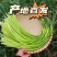 白帽蒜薹大量上市产地发货商超品质欢迎订购