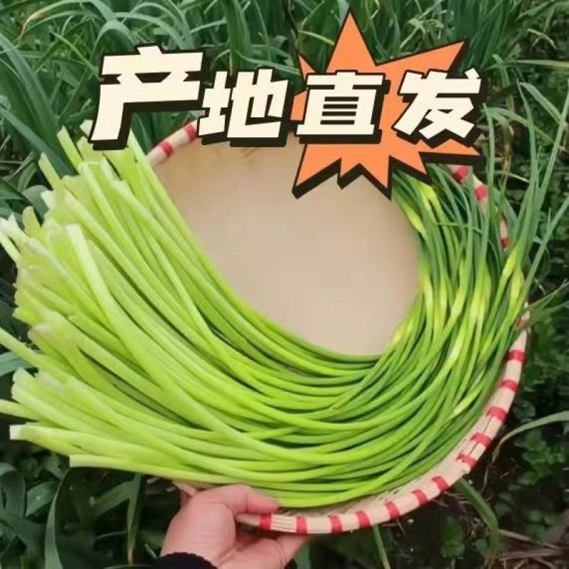 白帽蒜薹大量上市产地发货商超品质欢迎订购