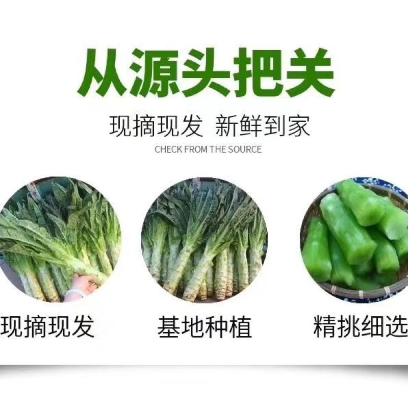 莴笋]红叶香莴苣湖北莴苣原产地发货欢迎来电采购