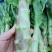 莴笋]红叶香莴苣湖北莴苣原产地发货欢迎来电采购