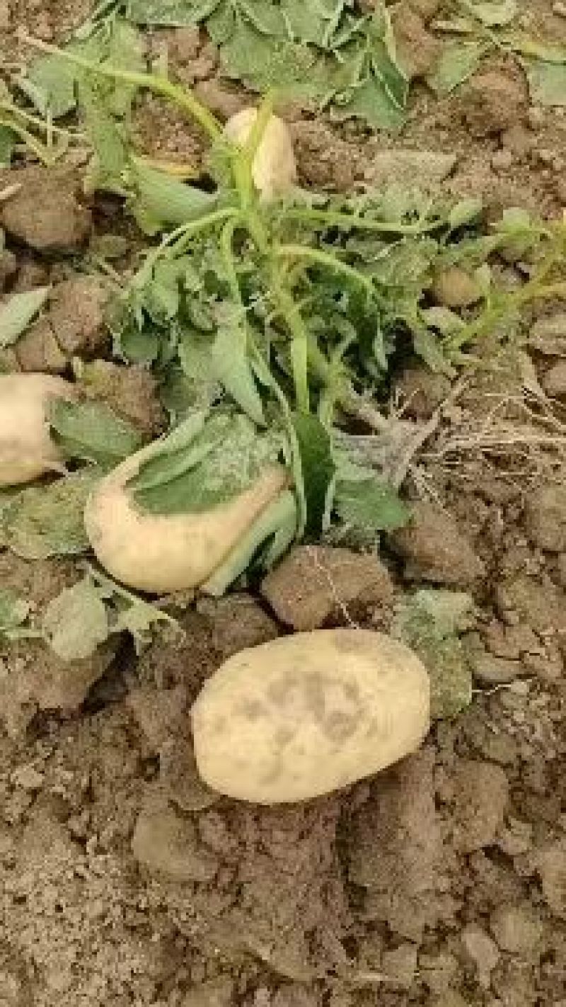 荷兰十五土豆个头均匀货源充足地头现挖现发欢迎来