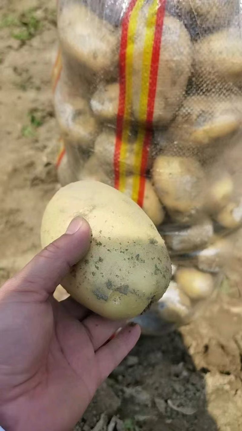 荷兰十五土豆个头均匀货源充足地头现挖现发欢迎来