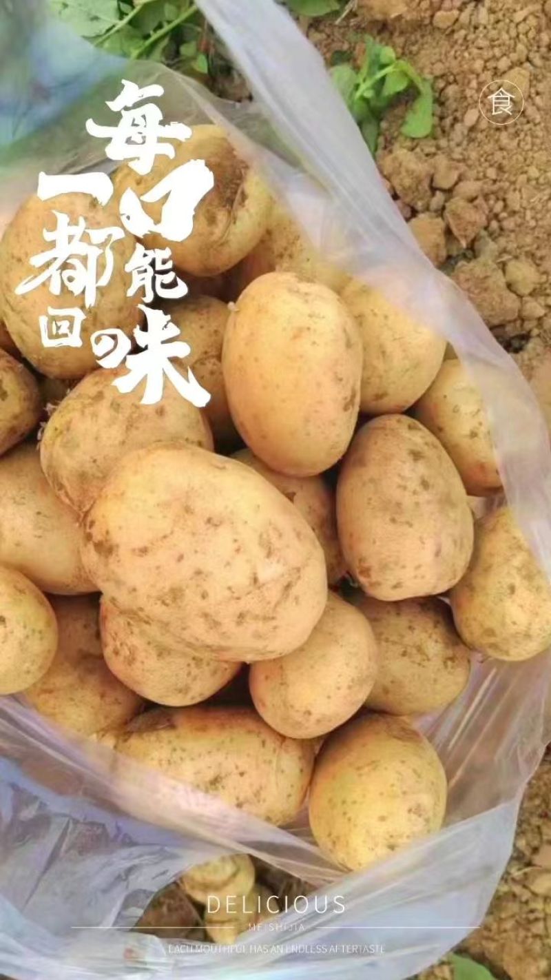 荷兰十五土豆个头均匀货源充足地头现挖现发欢迎来