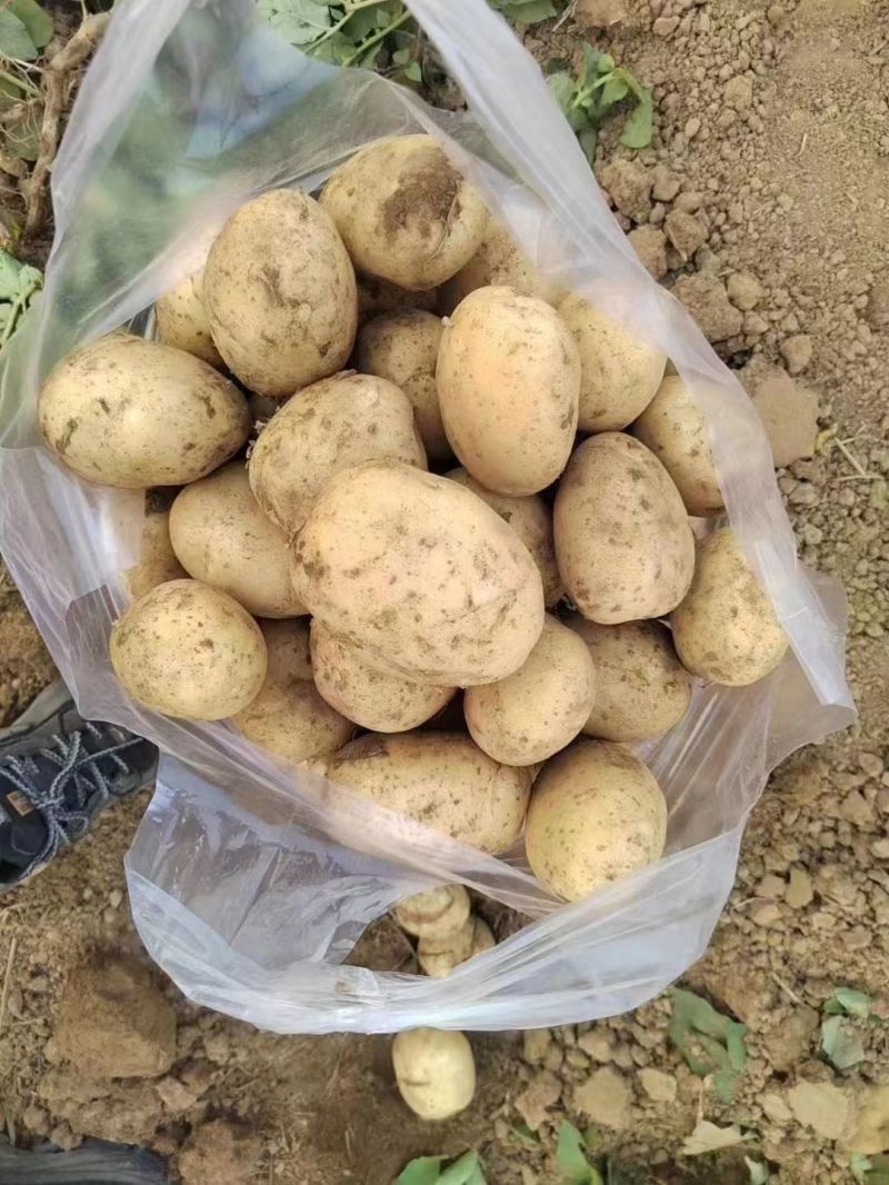 荷兰十五土豆个头均匀货源充足地头现挖现发欢迎来