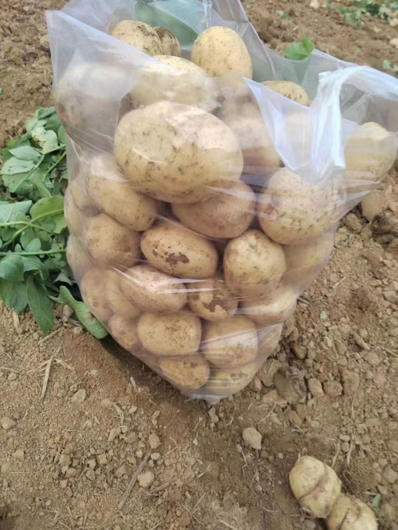 荷兰十五土豆个头均匀货源充足地头现挖现发欢迎来
