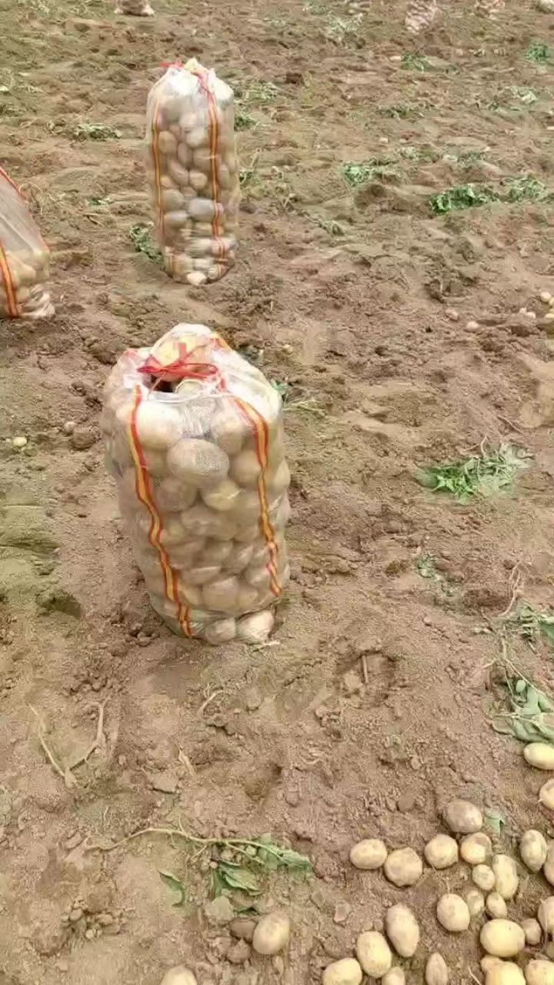 荷兰十五土豆个头均匀货源充足地头现挖现发欢迎来