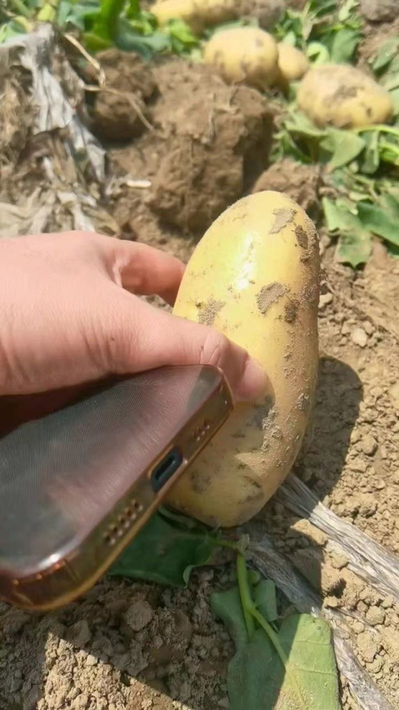 荷兰十五土豆个头均匀货源充足地头现挖现发欢迎来