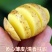 黄心土豆大量上市马铃薯产地直发规格齐全欢迎订购
