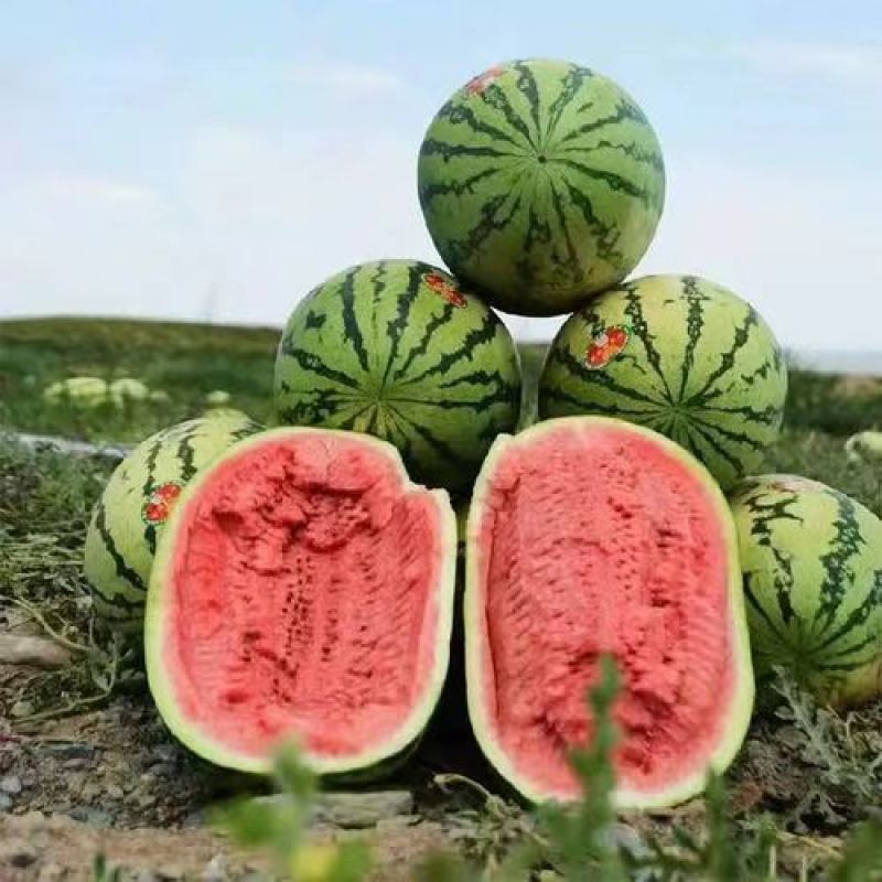 好货推荐金城5号西瓜基地一手货源可视频看货包熟包甜