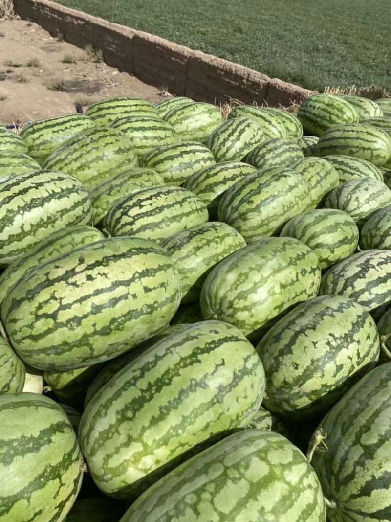 好货推荐金城5号西瓜基地一手货源可视频看货包熟包甜