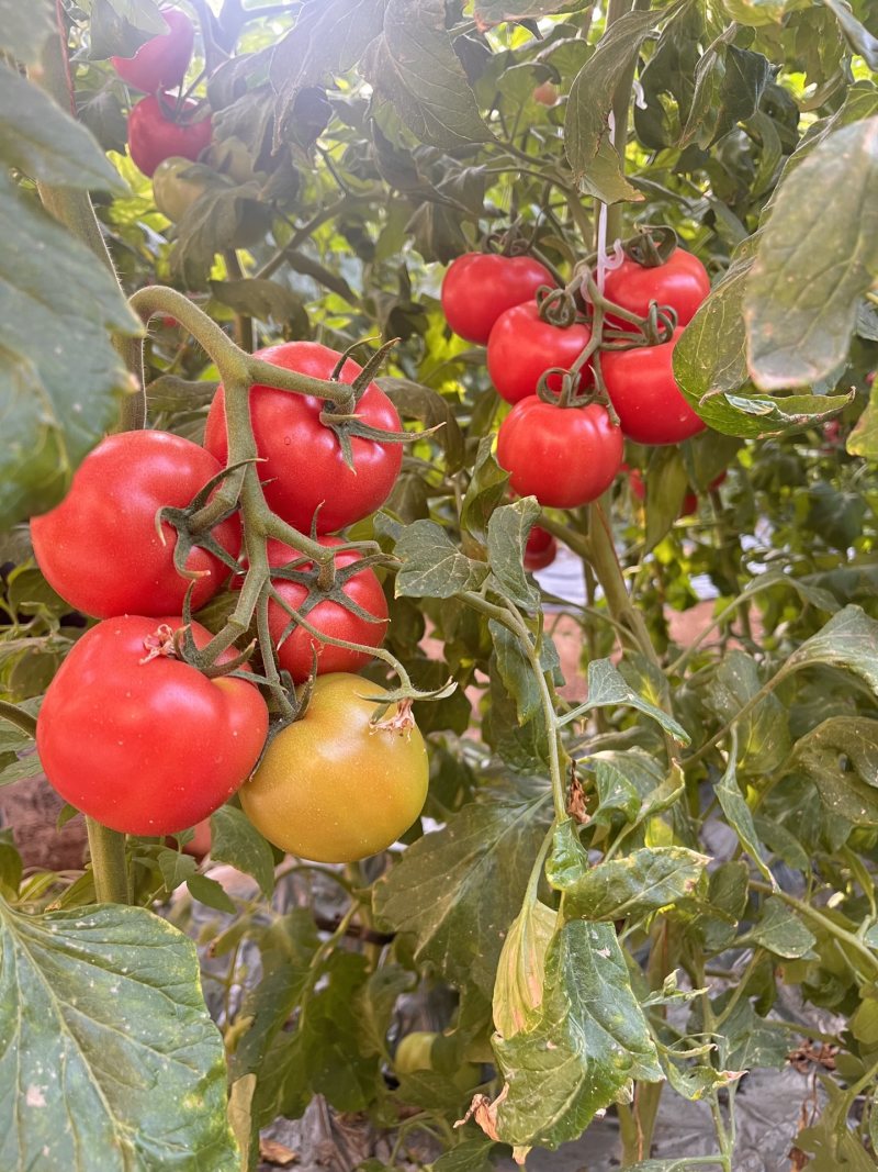 精品普罗旺斯西红柿基地一手货源全国发货
