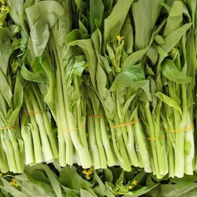 甜脆白菜苔种子早熟粗大鲜嫩侧苔生长多且快优质良种