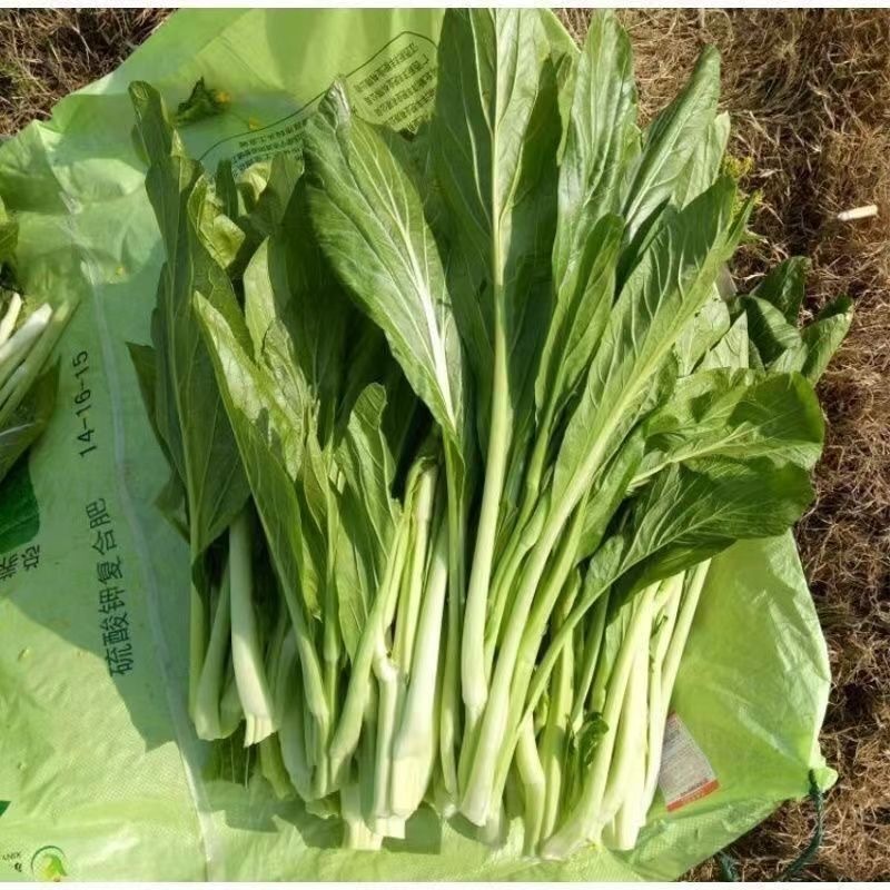 甜脆白菜苔种子早熟粗大鲜嫩侧苔生长多且快优质良种