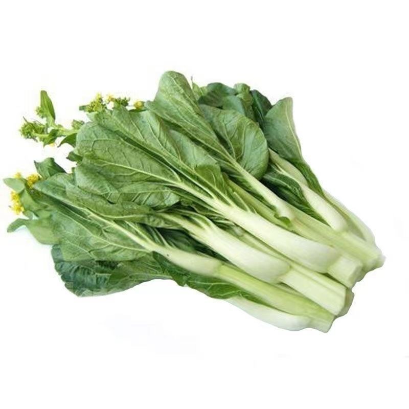 甜脆白菜苔种子早熟粗大鲜嫩侧苔生长多且快优质良种