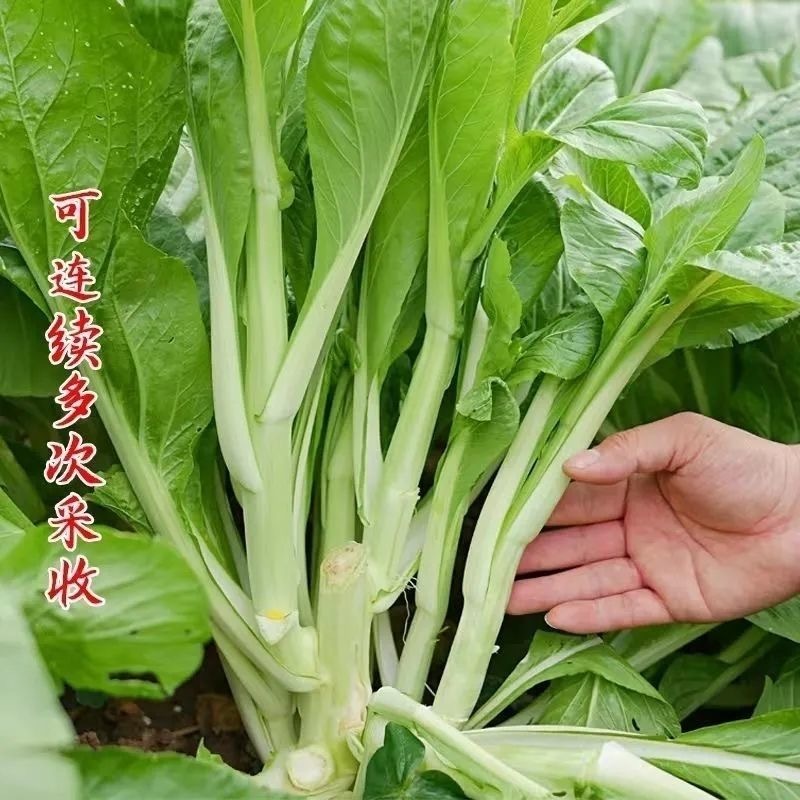 甜脆白菜苔种子早熟粗大鲜嫩侧苔生长多且快优质良种