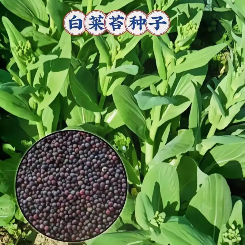 甜脆白菜苔种子早熟粗大鲜嫩侧苔生长多且快优质良种