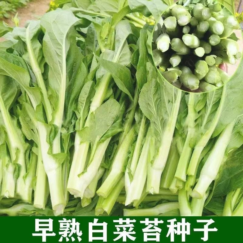 甜脆白菜苔种子早熟粗大鲜嫩侧苔生长多且快优质良种