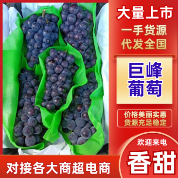 辽宁北镇陆地巨峰葡萄大量上市，产地一手货源，批发商超