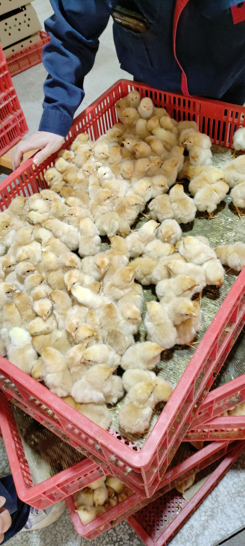 麻羽高产蛋鸡苗