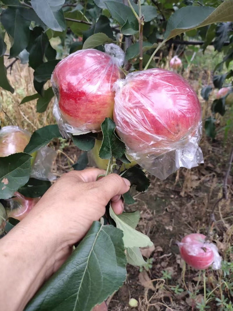 河北美八苹果大量上市品质保障量大从优