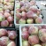 河北美八苹果大量上市品质保障量大从优