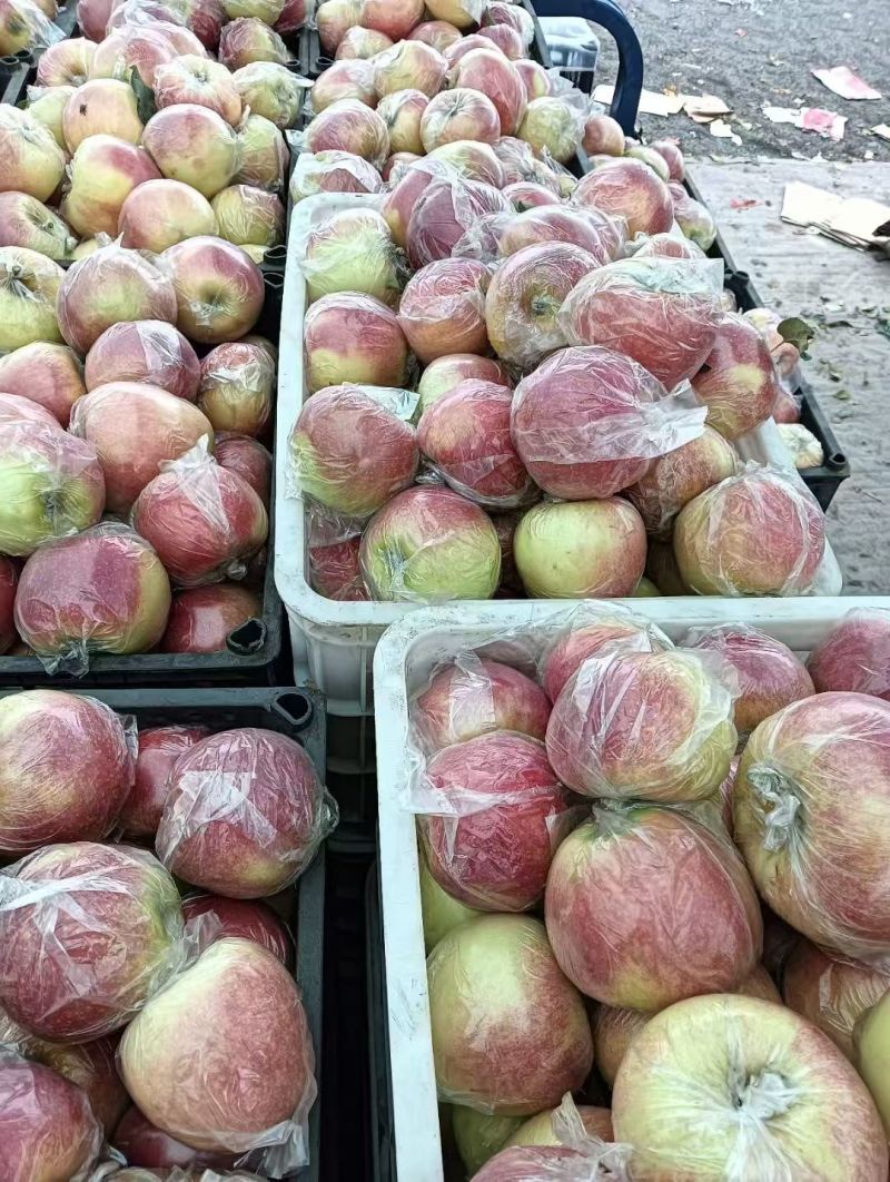河北美八苹果大量上市品质保障量大从优