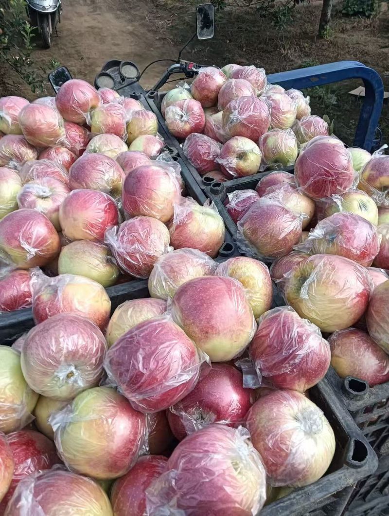 河北美八苹果大量上市品质保障量大从优