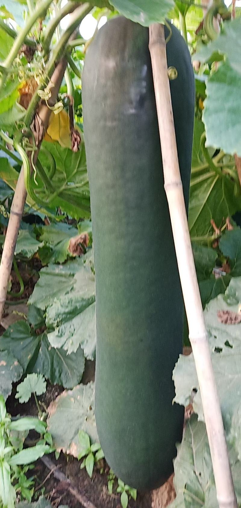 湖南黑皮冬瓜大量上市中，产地一手货源视频看货欢迎致电