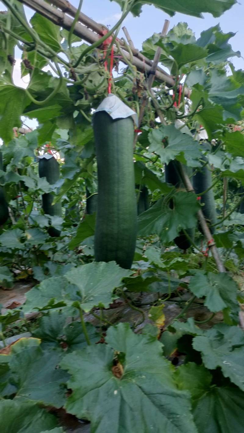 湖南黑皮冬瓜大量上市中，产地一手货源视频看货欢迎致电