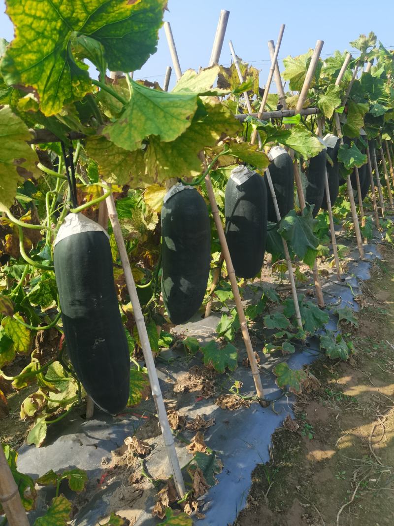 湖南黑皮冬瓜大量上市中，产地一手货源视频看货欢迎致电
