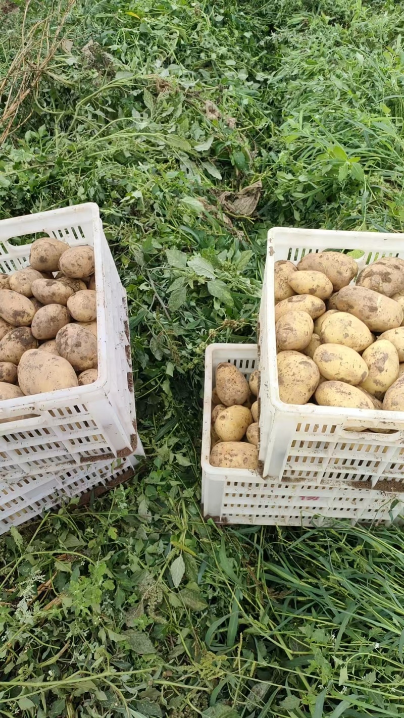 精品黄心土豆沃土，白心226产地直发，优质货源，诚信经营