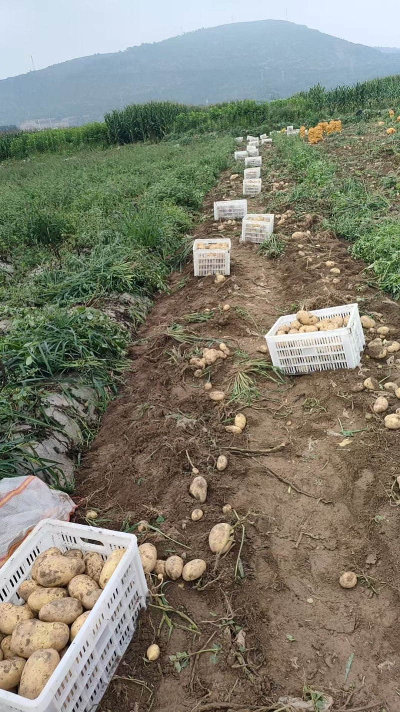精品黄心土豆沃土，白心226产地直发，优质货源，诚信经营