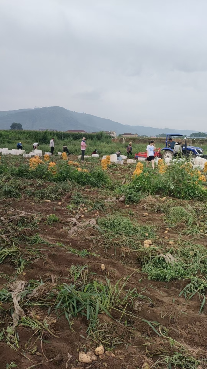 精品黄心土豆沃土，白心226产地直发，优质货源，诚信经营
