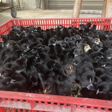 黑羽高产绿壳蛋鸡苗