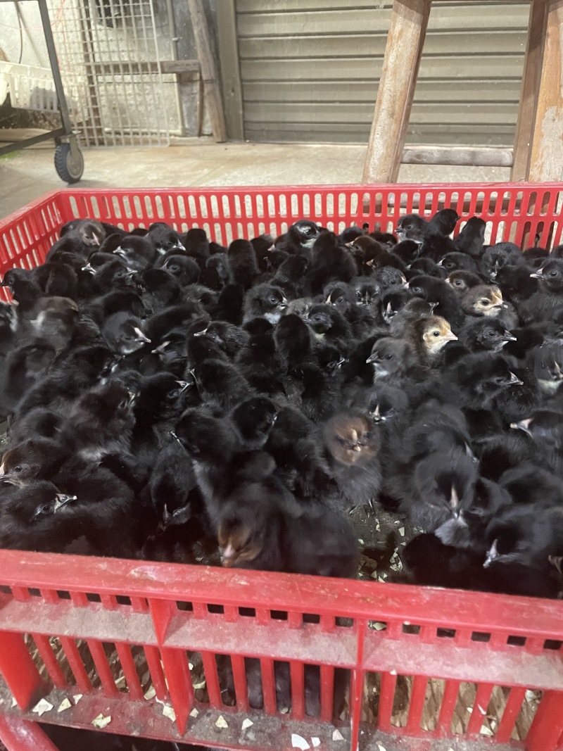 黑羽高产绿壳蛋鸡苗
