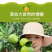 云南青皮蜜橘一件代发产地直发一手货源对接各大电商平台