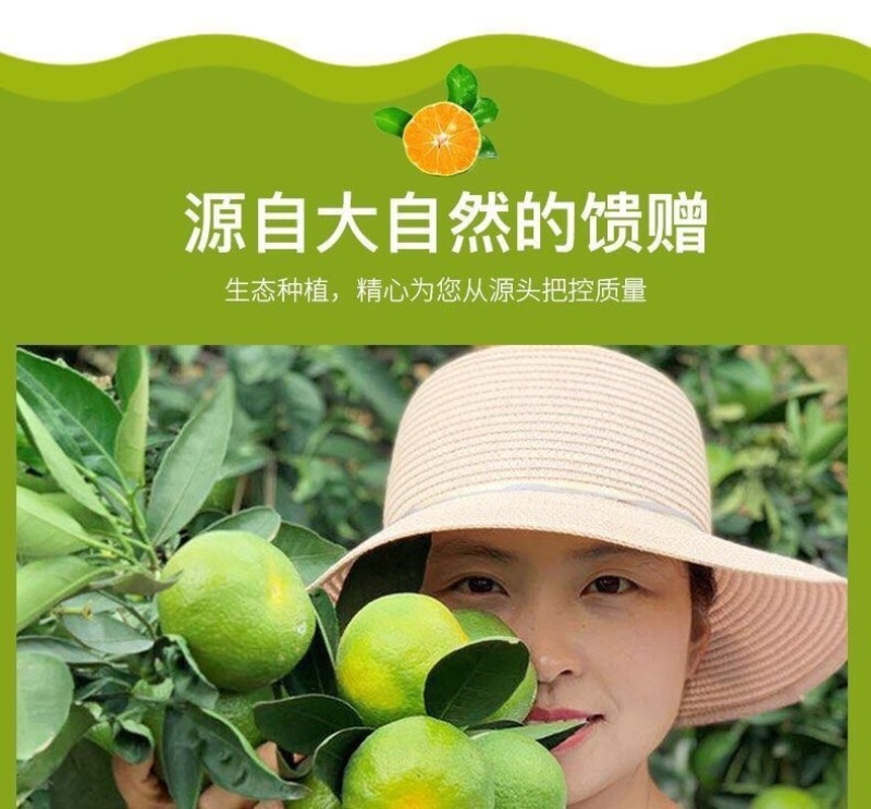 云南青皮蜜橘一件代发产地直发一手货源对接各大电商平台