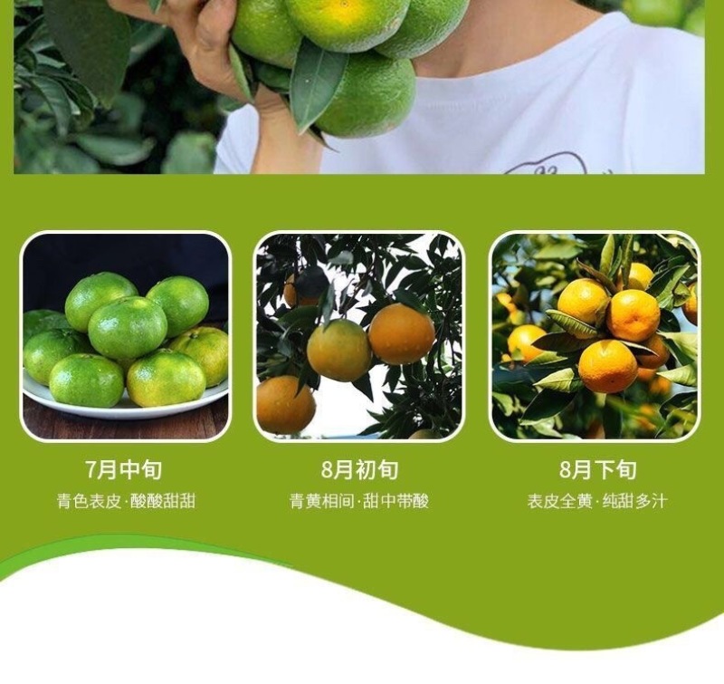 云南青皮蜜橘一件代发产地直发一手货源对接各大电商平台