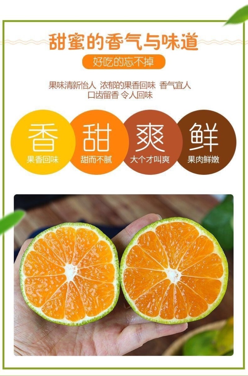 云南青皮蜜橘一件代发产地直发一手货源对接各大电商平台