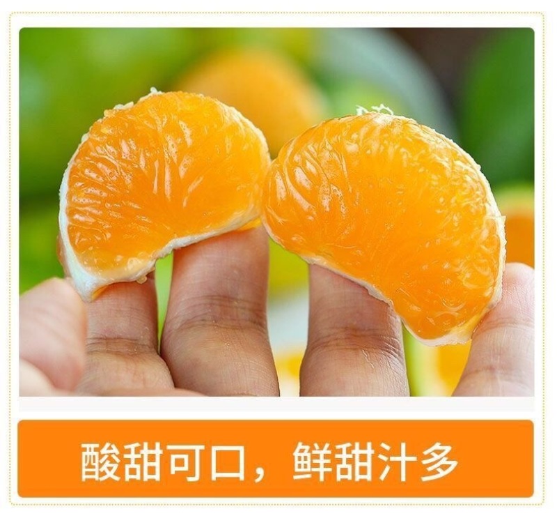 云南青皮蜜橘一件代发产地直发一手货源对接各大电商平台