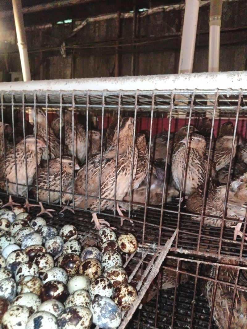 【热卖推荐】广东清水鹌鹑蛋厂家直发量大价优可线上下单