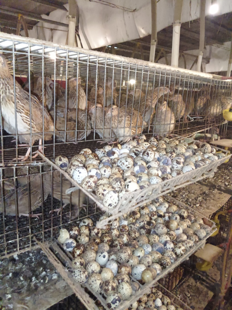 【热卖推荐】广东清水鹌鹑蛋厂家直发量大价优可线上下单